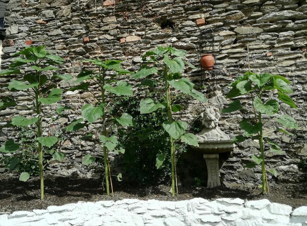 St Vincent Guest House Lynton Buitenkant foto